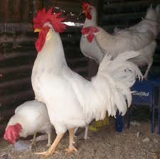 Gallo y gallinas  leghorn